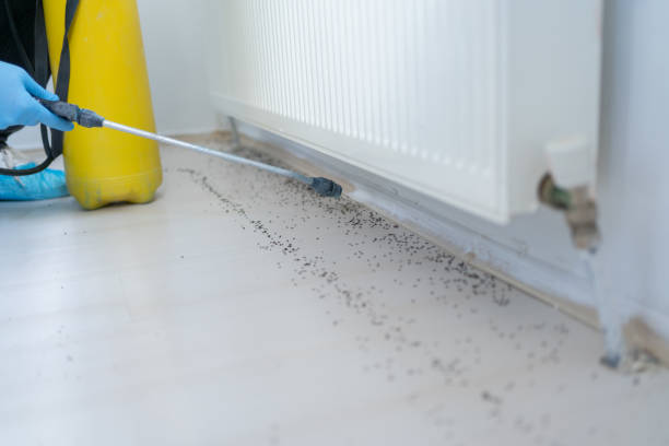 Best Pest Control for Homes  in Linden, AZ